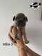 Adorable chiots bouledogues français blue fawn