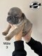 Adorable chiots bouledogues français blue fawn