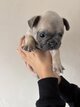 Adorable chiots bouledogues français blue fawn