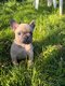 Adorable chiots bouledogues français blue fawn