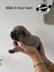 Adorable chiots bouledogues français