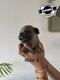 Adorable chiots bouledogues français blue fawn