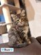 Maine coon