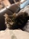 Chatons Maine coon élevage familiale