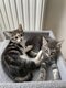 2 chatons mâles à donner