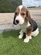 Chiots Beagle super mignon