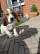 Chiots Beagle super mignon