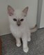 Chatons Sacrés de Birmanie Lilac Point