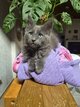 2 magnifiques Maine coon