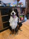 Saillie Barney - grand Bouvier Bernois