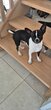 Chiot Chihuahua à vendre (maman pedigree LOF)