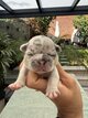 Magnifiques bouledogues français à réserver