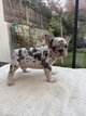 Magnifiques bouledogues français
