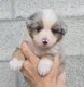 Chiots Berger Australien