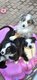 Chiots Berger Australien