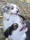 Chiots Berger Australien