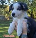 Dernière Femelle Berger Australien