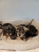 Superbes schnauzer nain poivre et sel