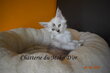 Superbe BBS maine coon