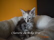 Superbe BBS maine coon