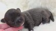 Manifique Chihuahua chiot bleu poil long