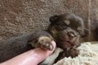 Manifique femelle Chihuahua chiot chocolat tan ...