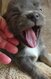 Manifique maleChihuahua chiot bleu bringer poil...