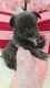 Manifique maleChihuahua chiot bleu bringer poil...