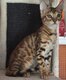 Felis catus