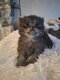 Chatons Highland Straight
