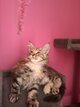 Les magnifiques chatons Maine Coon à réserver