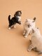 Magnifique portée de chats Sibériens