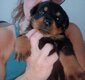 Jeune femelle rottweiler