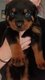 Jeune femelle rottweiler