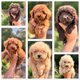 Magnifiques chiots caniche teacup dispo de suite