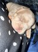 Bouledogue francais exotique