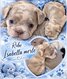 Bouledogue francais exotique Isabella merle
