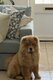Chow-chow née en octobre 2025