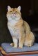 Le mâle British shorthair ,black shaded golden .