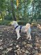 Chien d'Eau Espagnol disponible pour saillie
