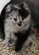 5 magnifiques bébés petit Spitz