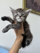 Chatons Maine Coon
