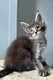 Chatons Maine Coon