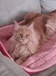 Suoerbe jeune maine coon crème