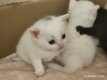 Chatons à donner contre bon soin