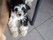 Baby chinois houppette