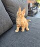 Magnifique chaton Maine Coon