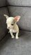 Magnifique chiot chihuahua