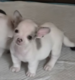 Magnifique chiot chihuahua