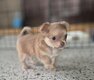 Adorable Chichi sable